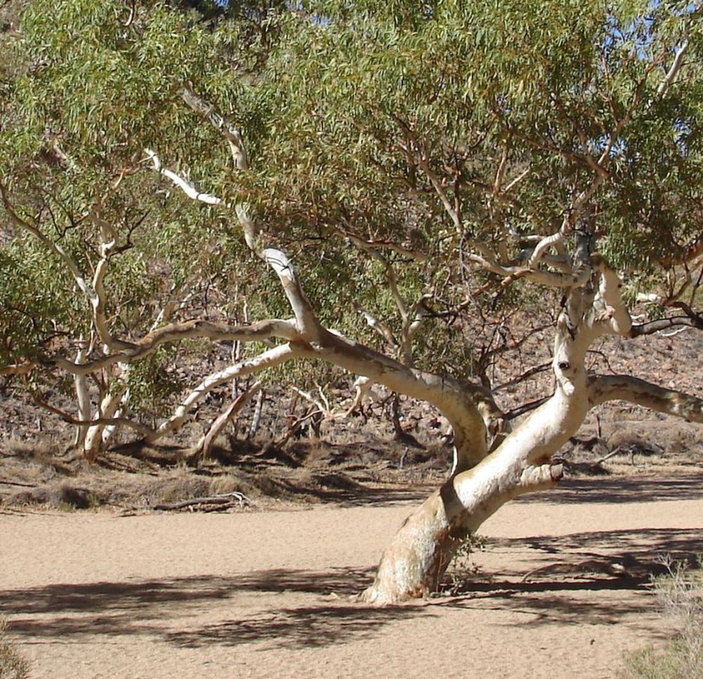 Alice desert river gum