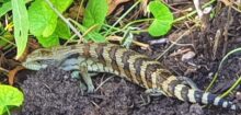 blue-tongue-lizard
