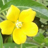 pond-buttercup