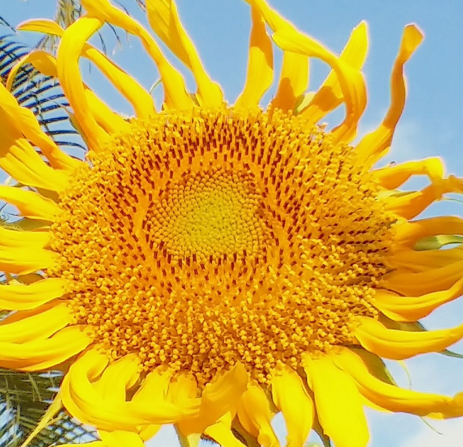 sunflower